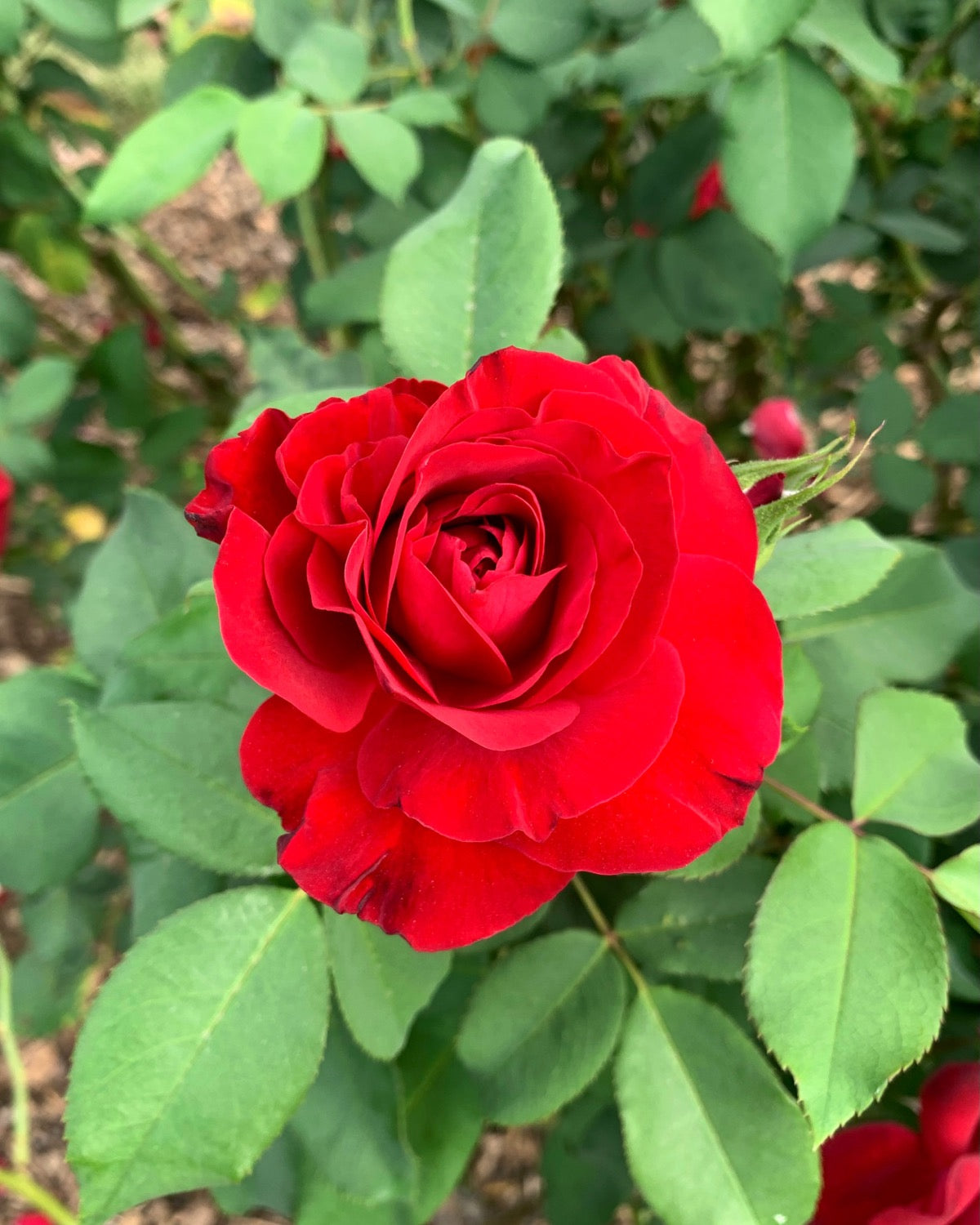 Dame de Couer image 1