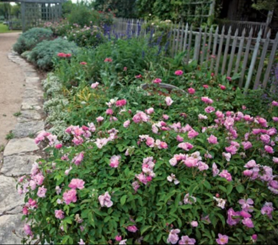 Madame Lauret Messimy image 0