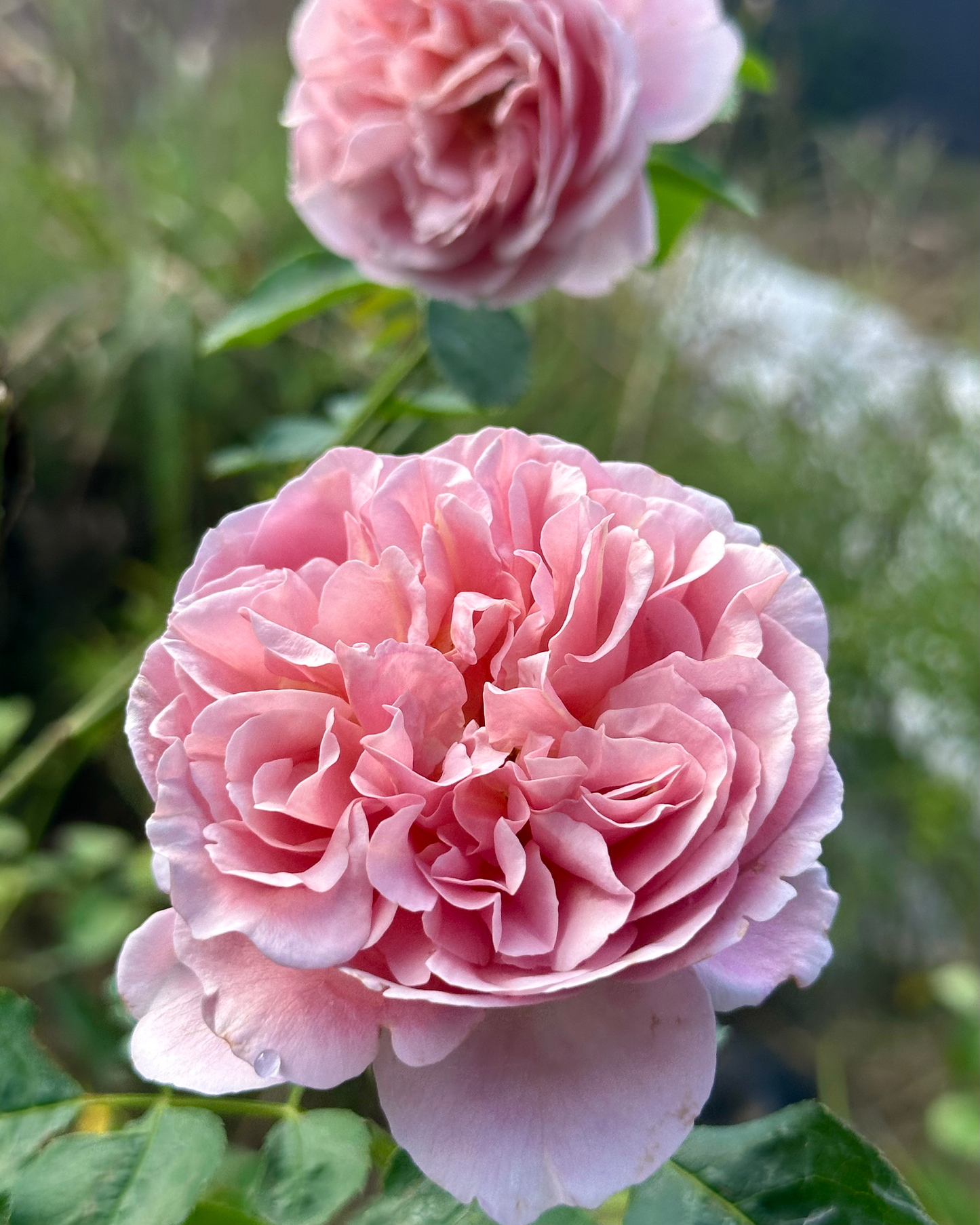 Chocolate Romantica image 1