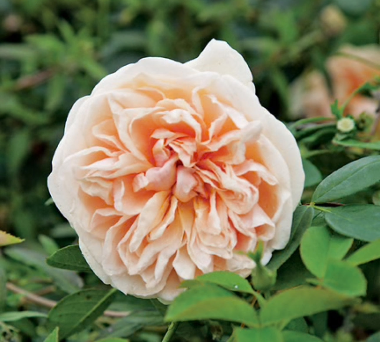 Star of the Republic image 0