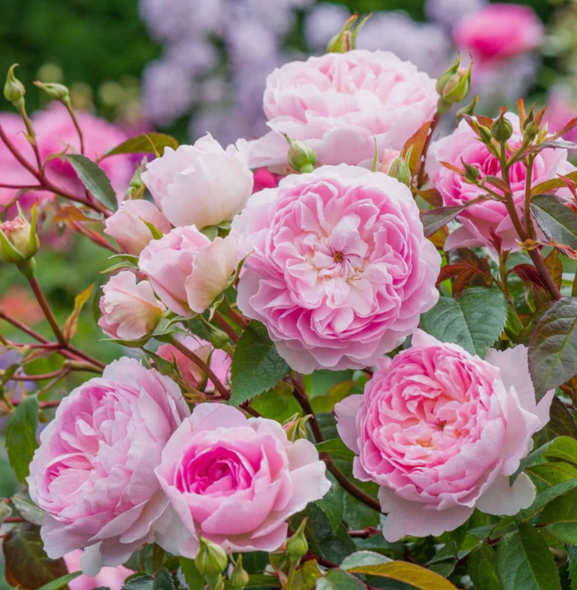 Silas Marner image 0