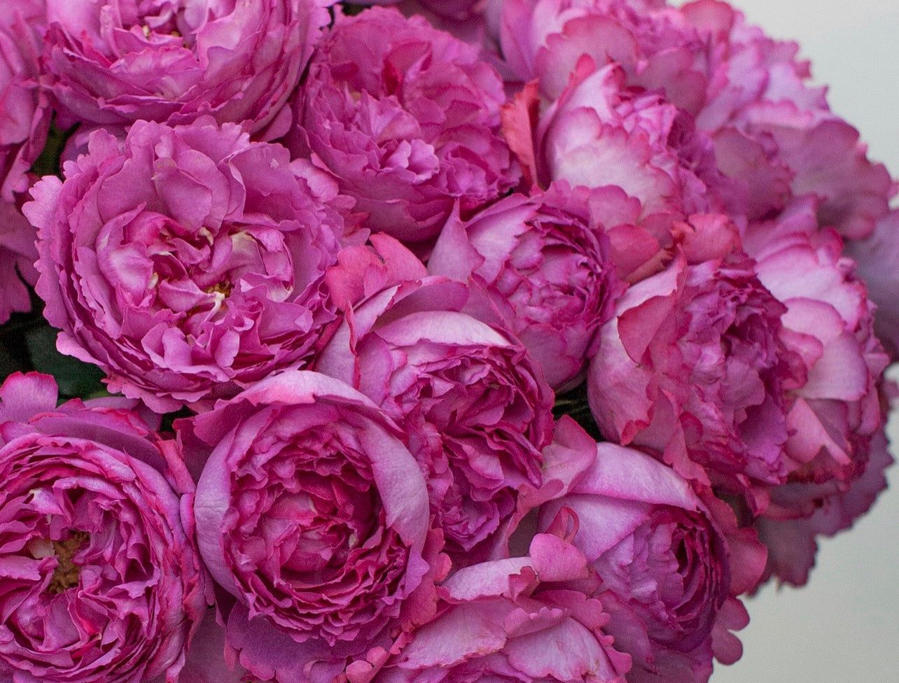 Queen Adelaide (MEIvildo) image 0