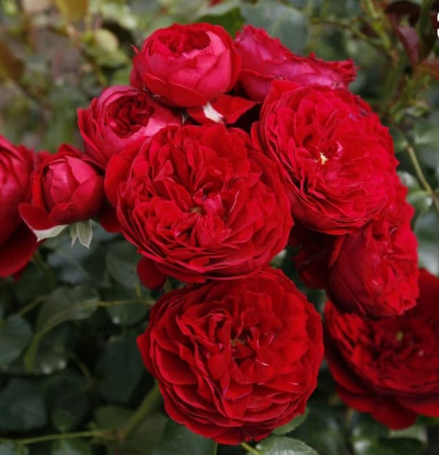 Red Riding Hood Fairytale image 0