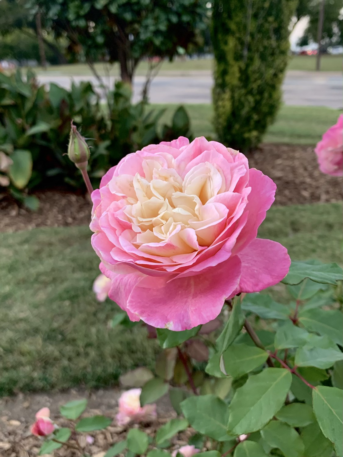 Mrs. Dudley Cross image 0