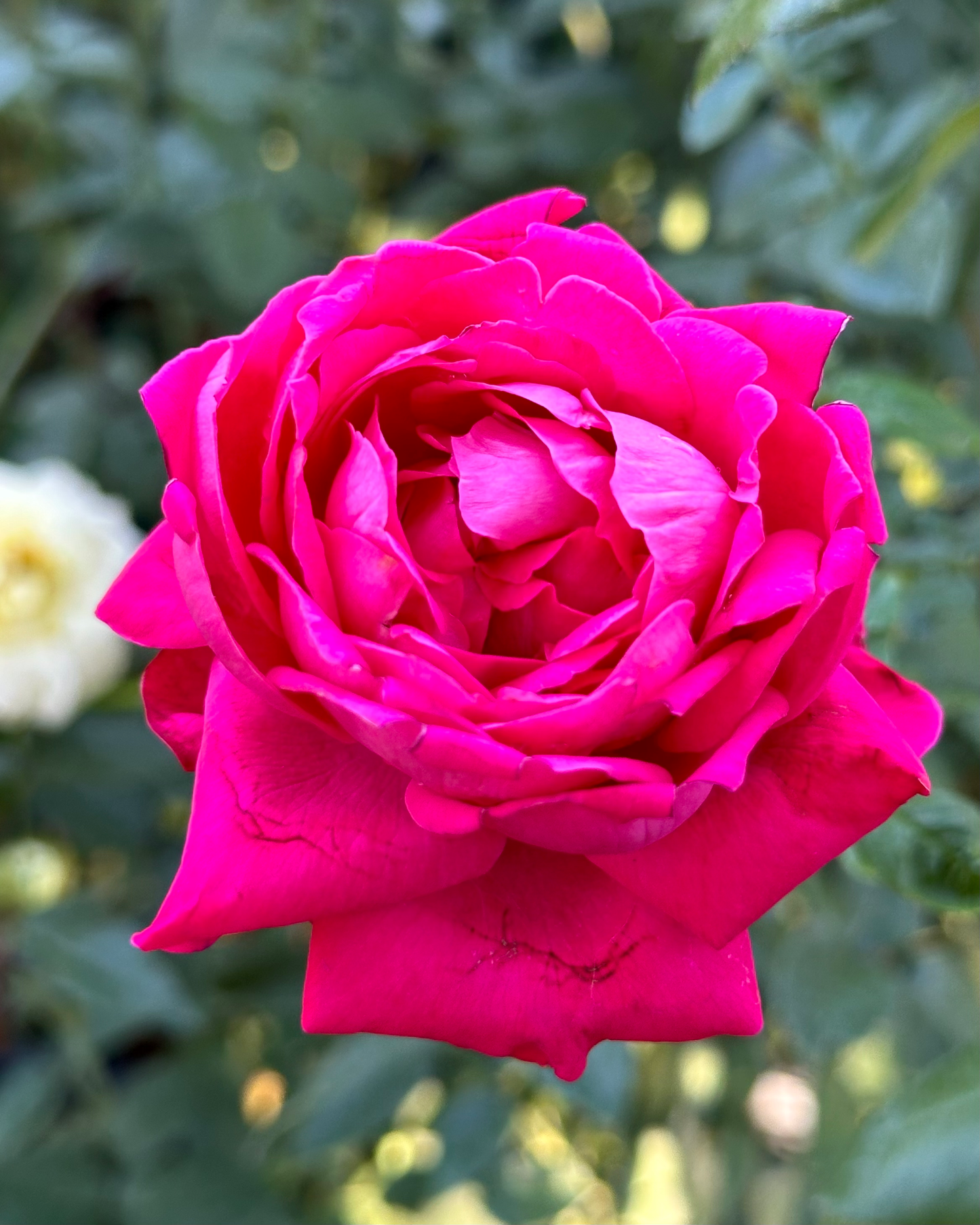 Polymnia (NIRpace) image 0