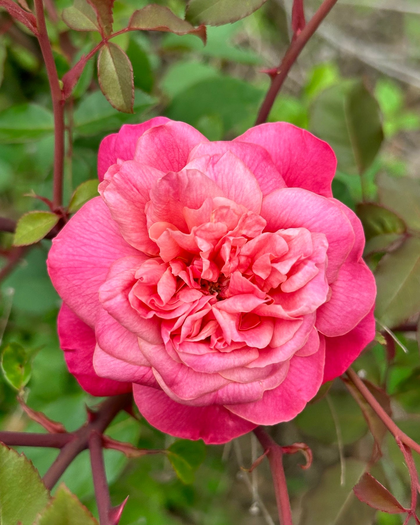 Monsieur Tillier image 3