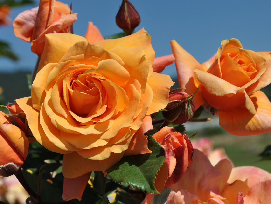 Tangerine Skies image 0