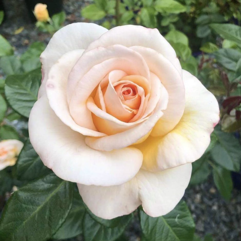 Once Upon a Time image 0