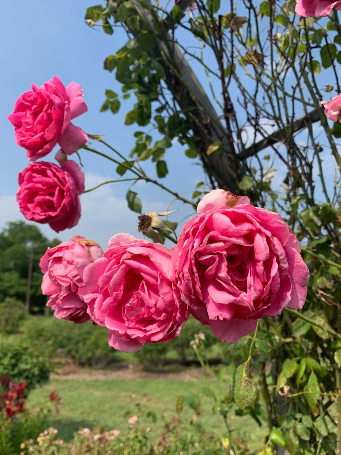 Climbing Parade image 1