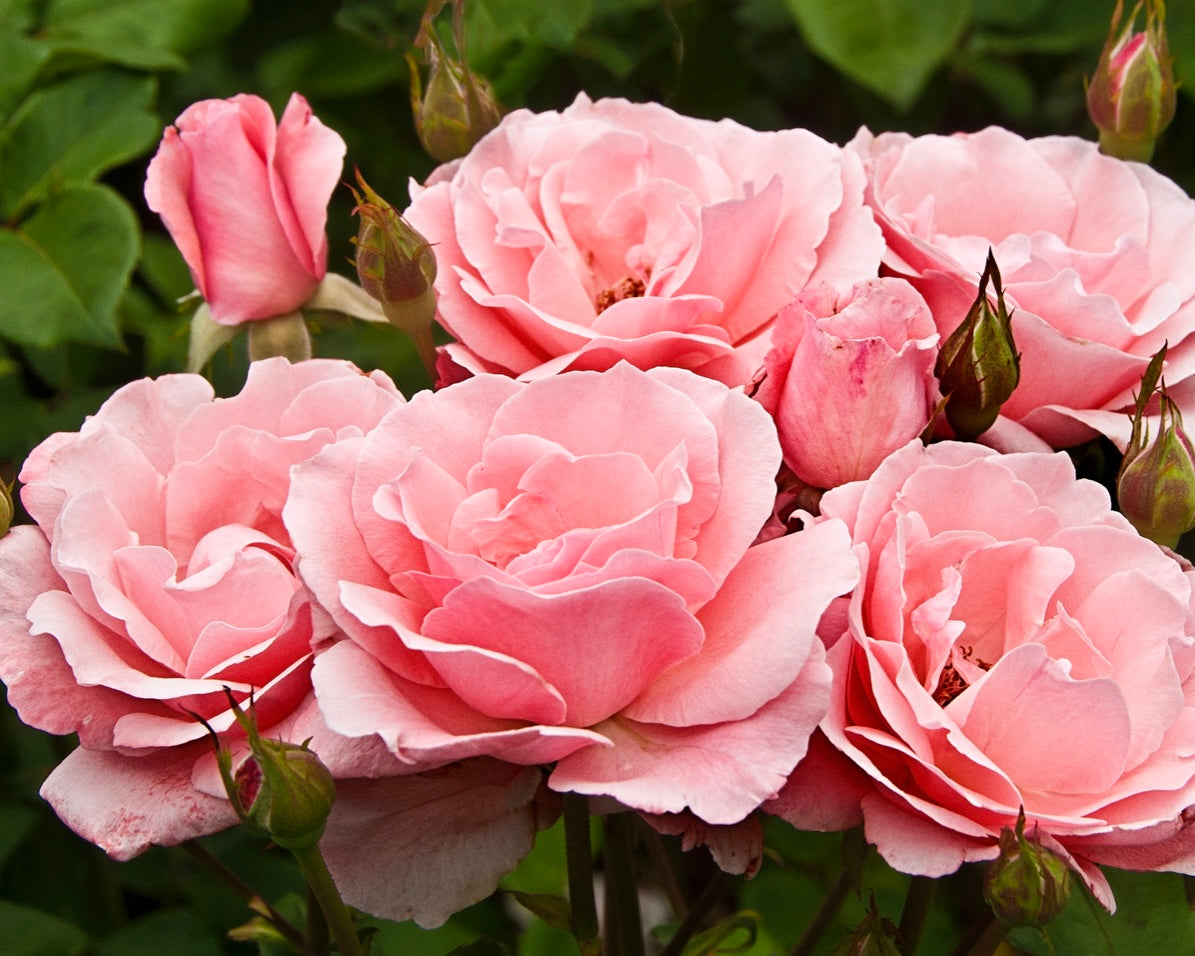 Queen Elizabeth image 0