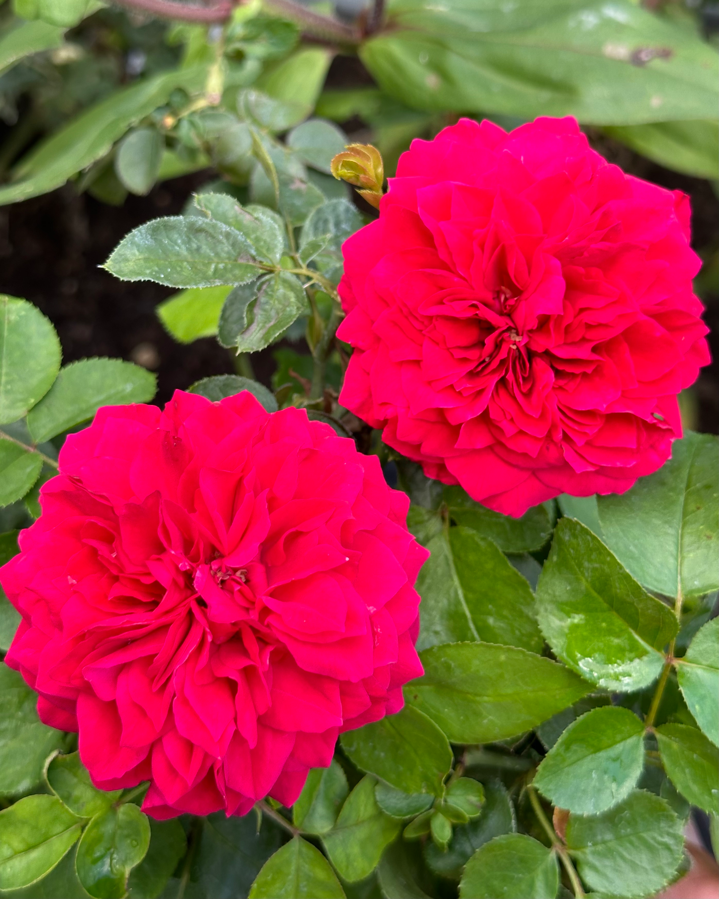 Léonard en Rouge (MEIangele) image 0