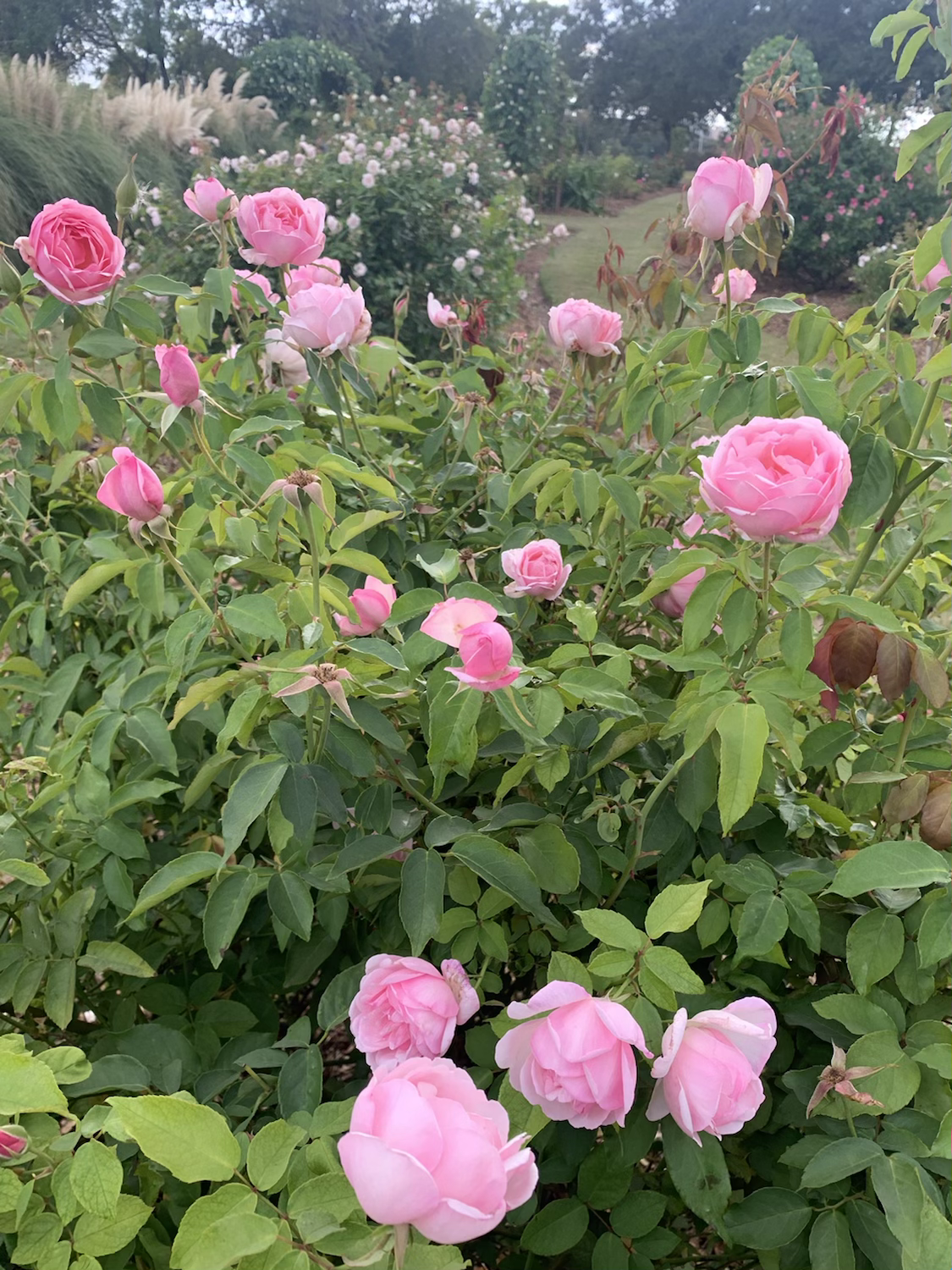 Duchesse de Brabant image 1