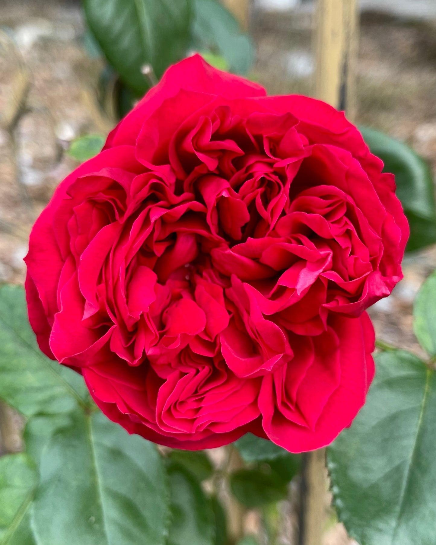 Rouge Pierre de Ronsard (MEIdrason) image 2