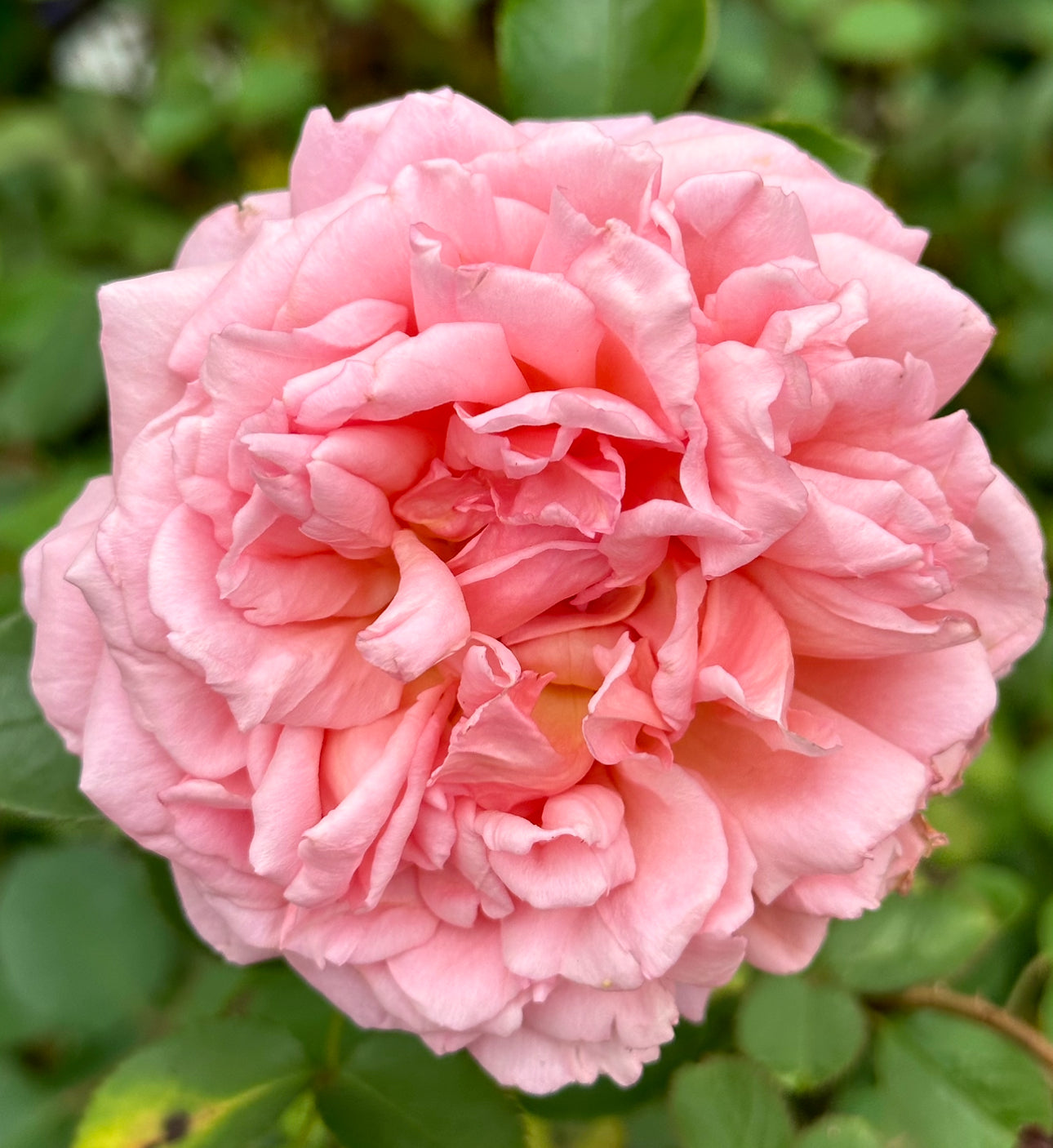 Prairieville Prince image 2