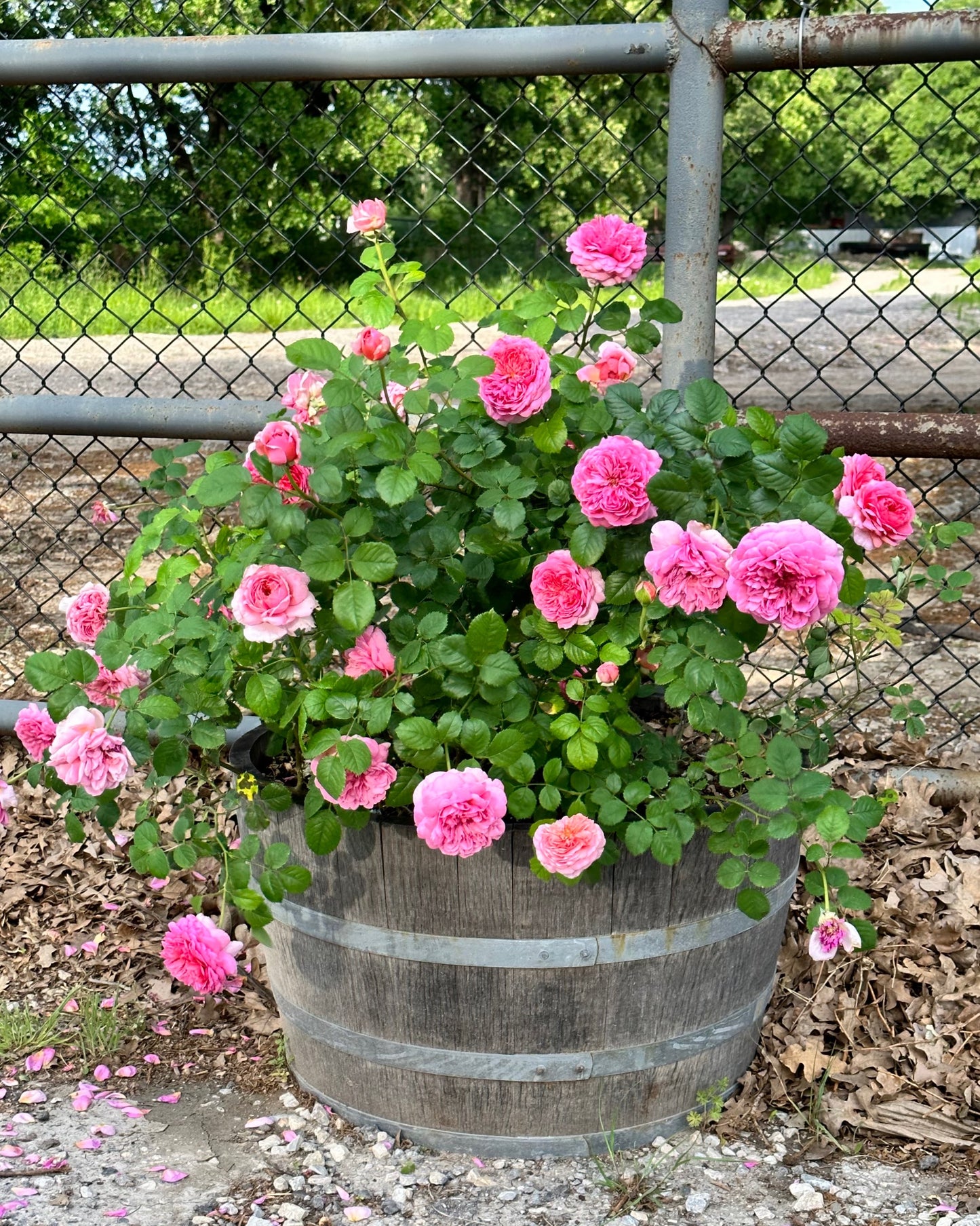 Princess Alexandra of Kent image 3