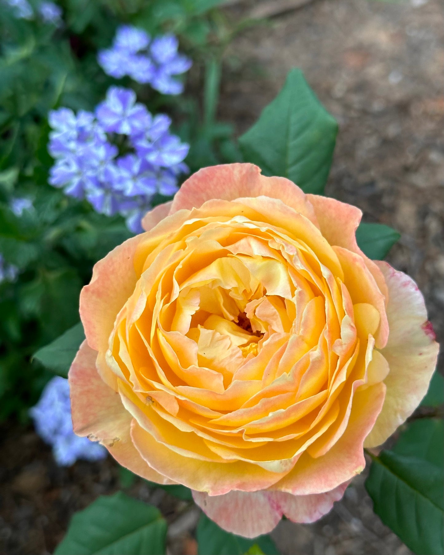 Well Being (HARjangle) image 0