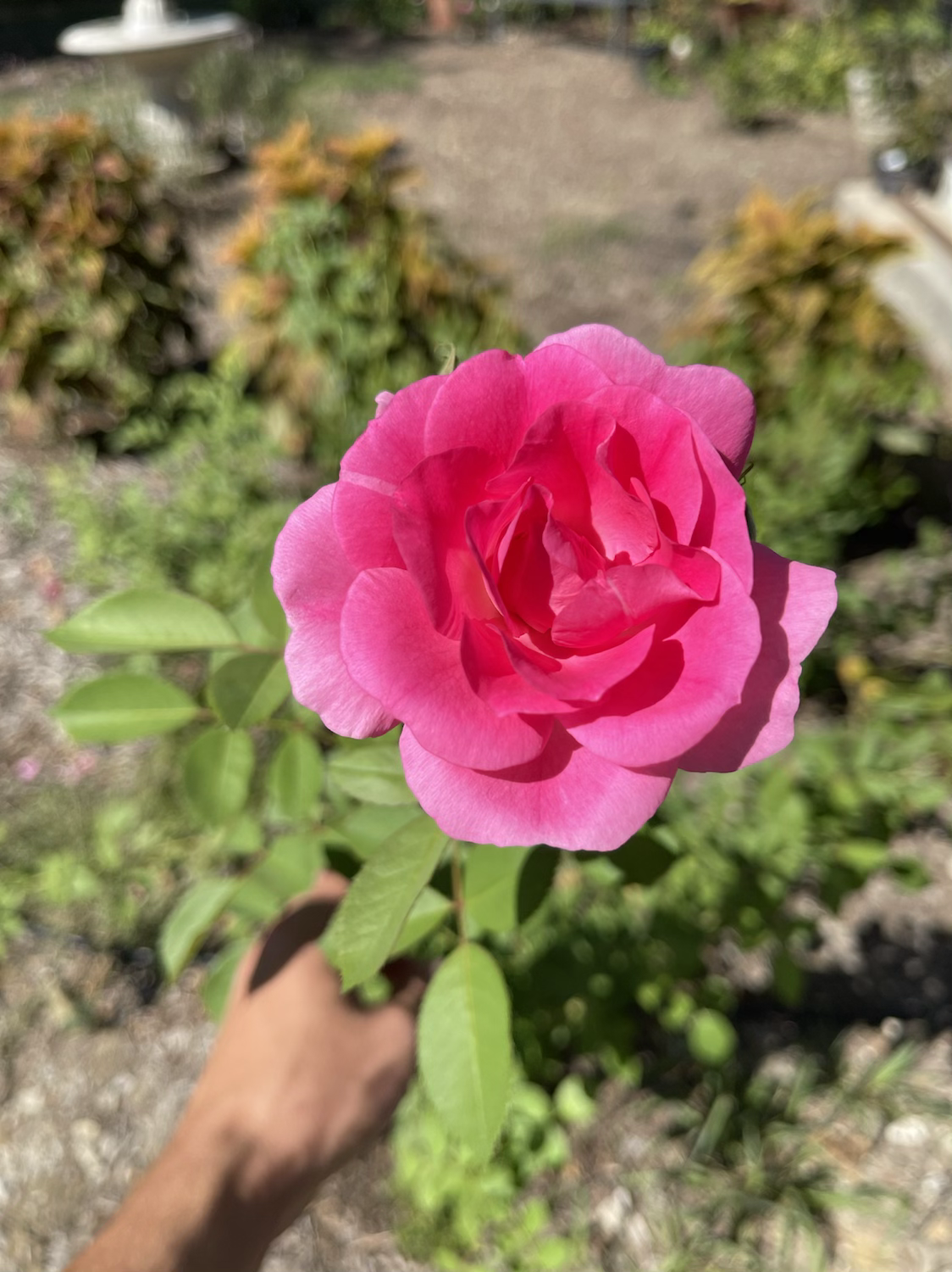 Morden Centennial image 1