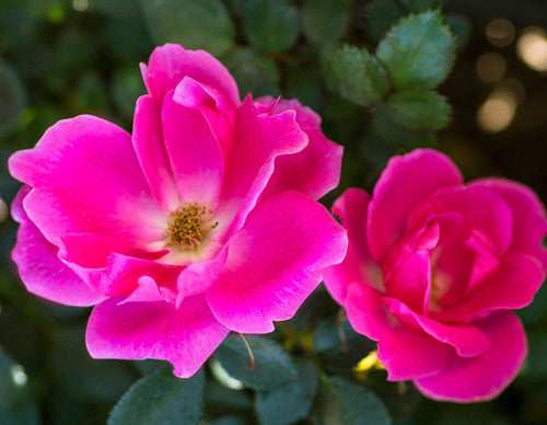 Flamingo | One Love Rose and Gardens