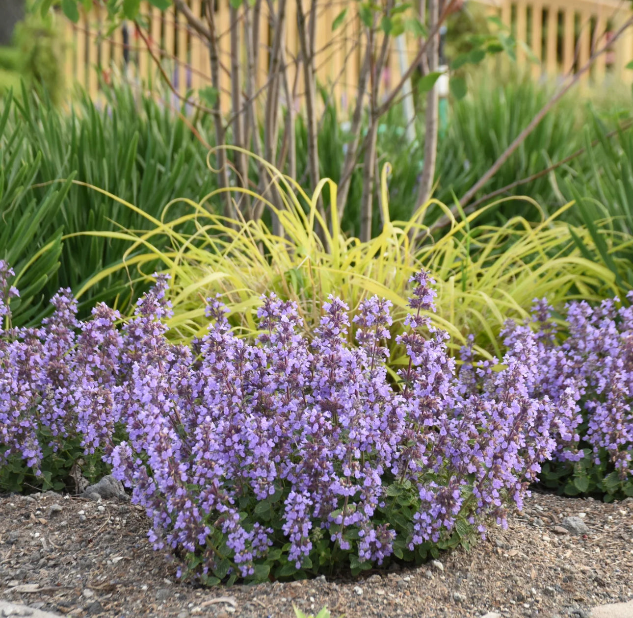 Nepeta ‘Cat’s Pajamas’ Proven Winners image 1