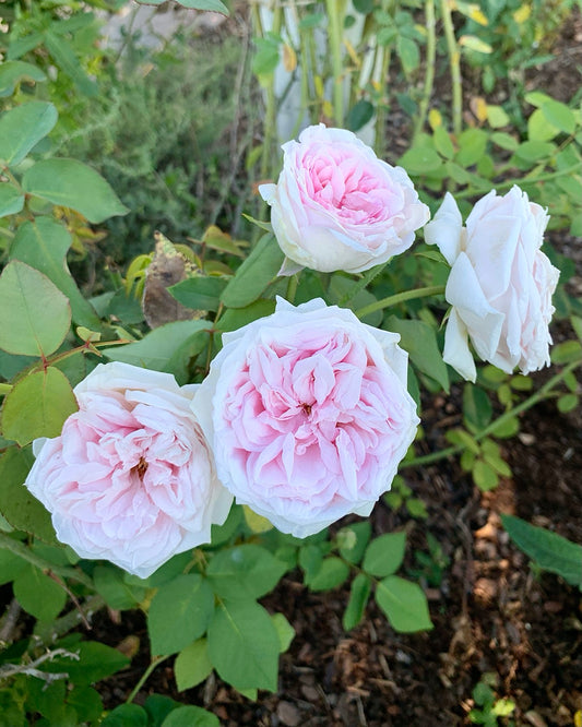 Climbing Souviner de la Malmaison image 0