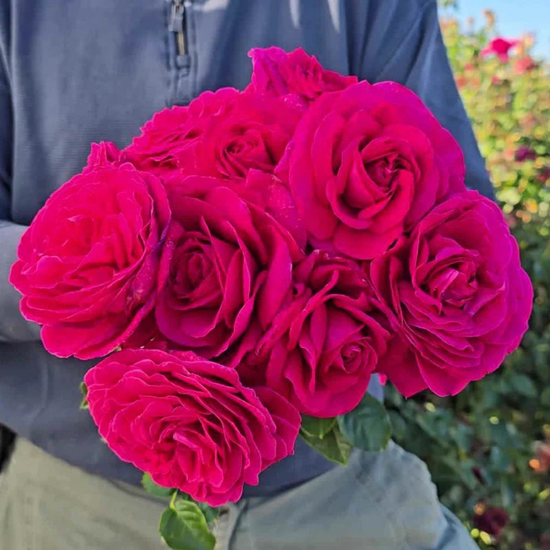 Nothing But Class 36” Tree Rose
