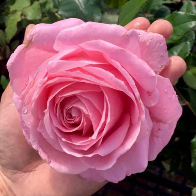 Belinda's Dream image 0