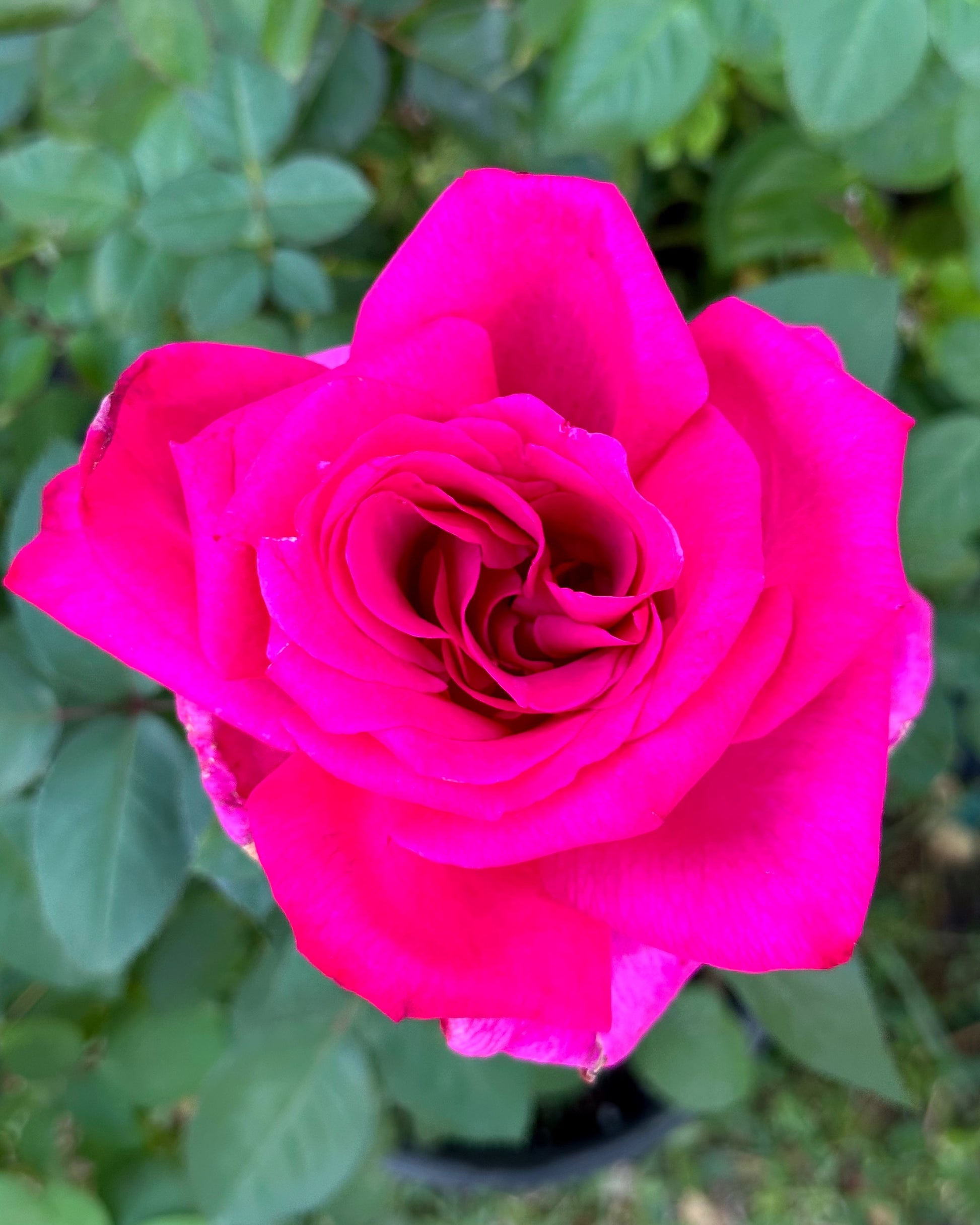 Buxom Beauty (KORbilant) image 0