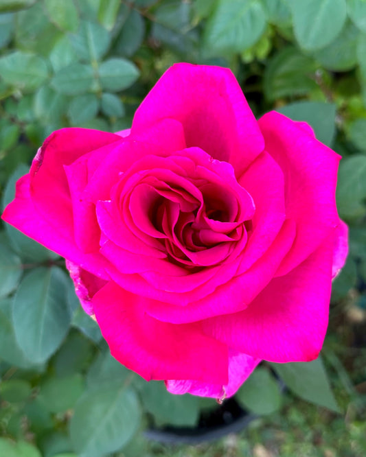 Buxom Beauty (KORbilant) image 0