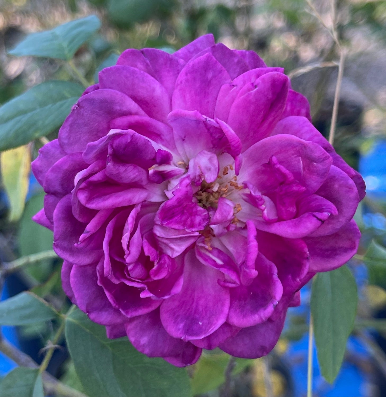 La Reine Victoria image 0