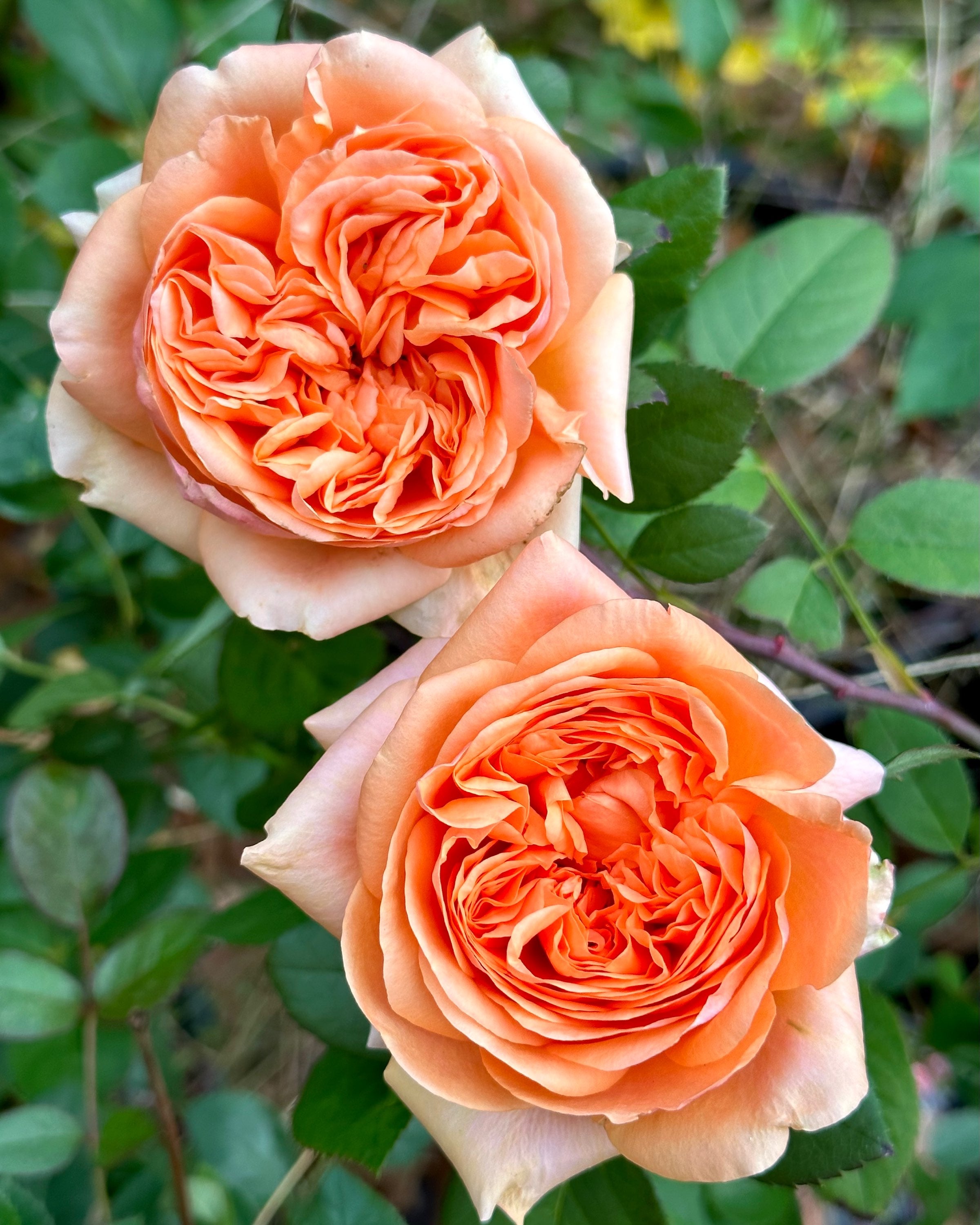 One Love Rose and Gardens