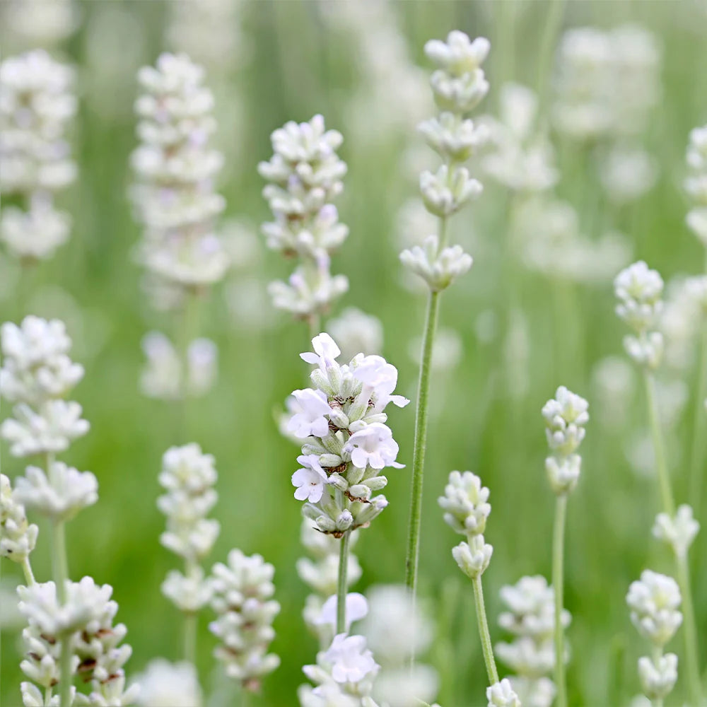 Lavender Exceptional™ image 0