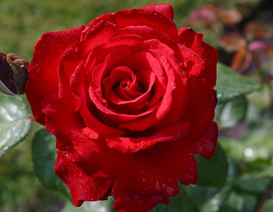 Grande Amore image 0