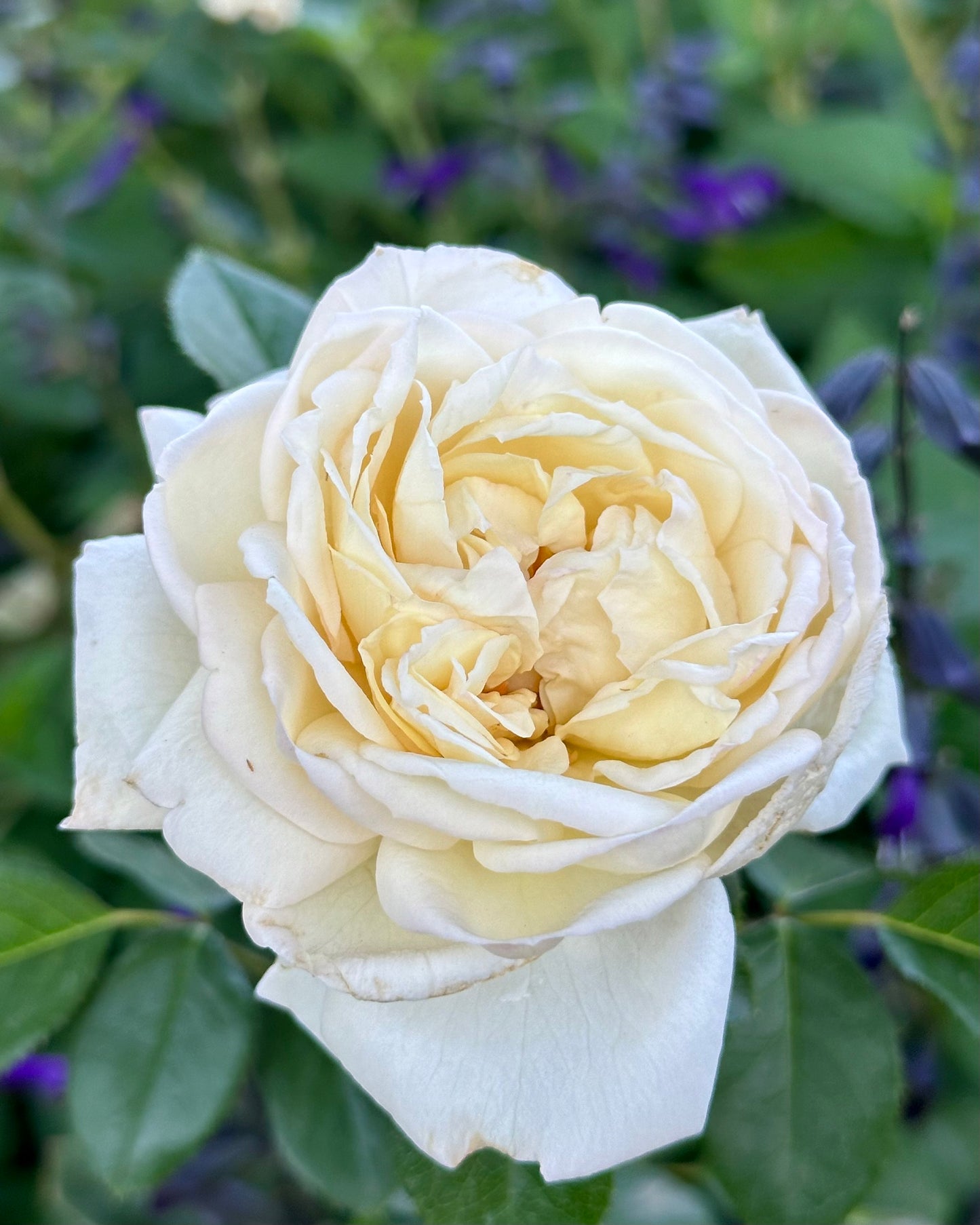 White Gold (COCquiriam) image 1