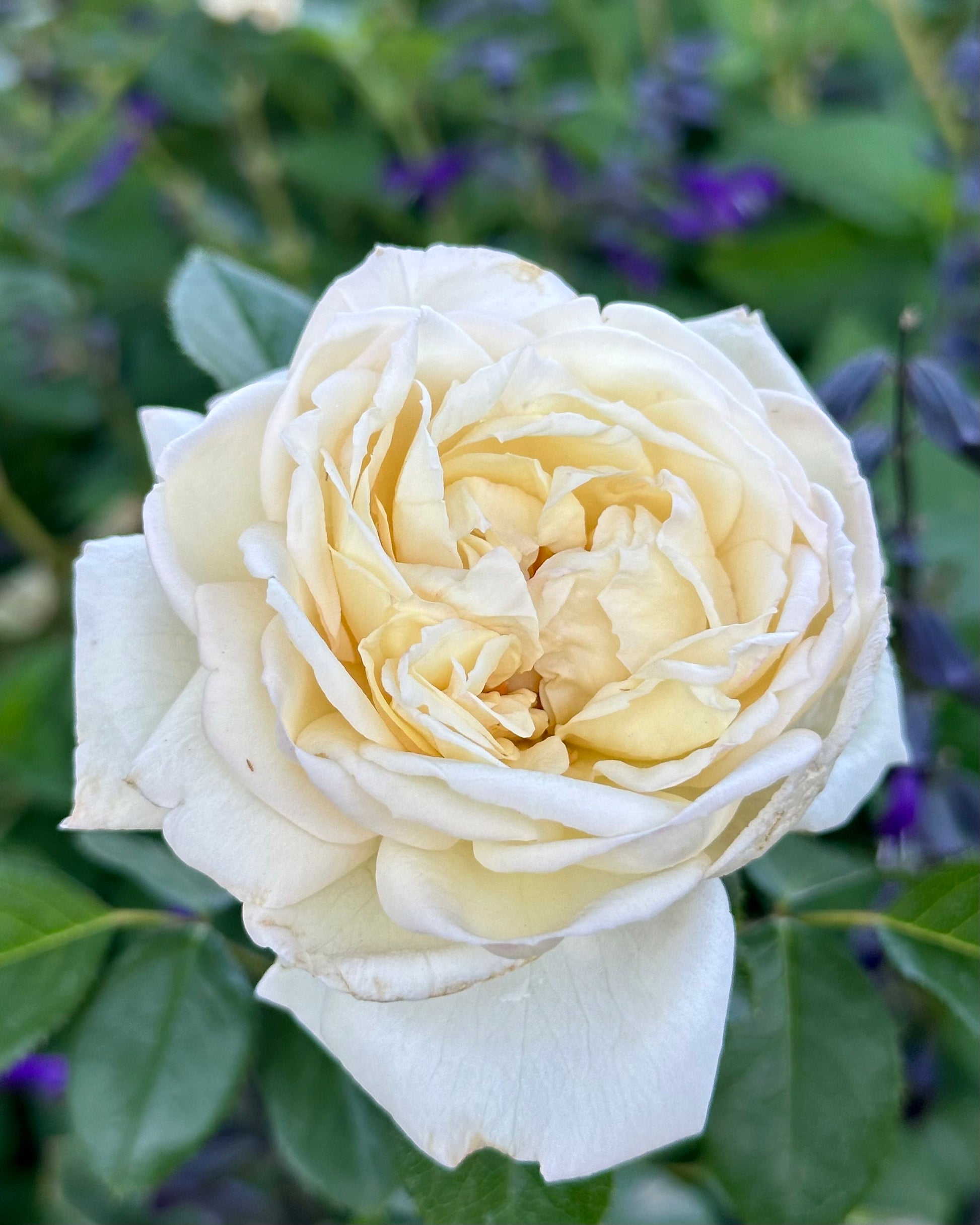 White Gold (COCquiriam) image 1