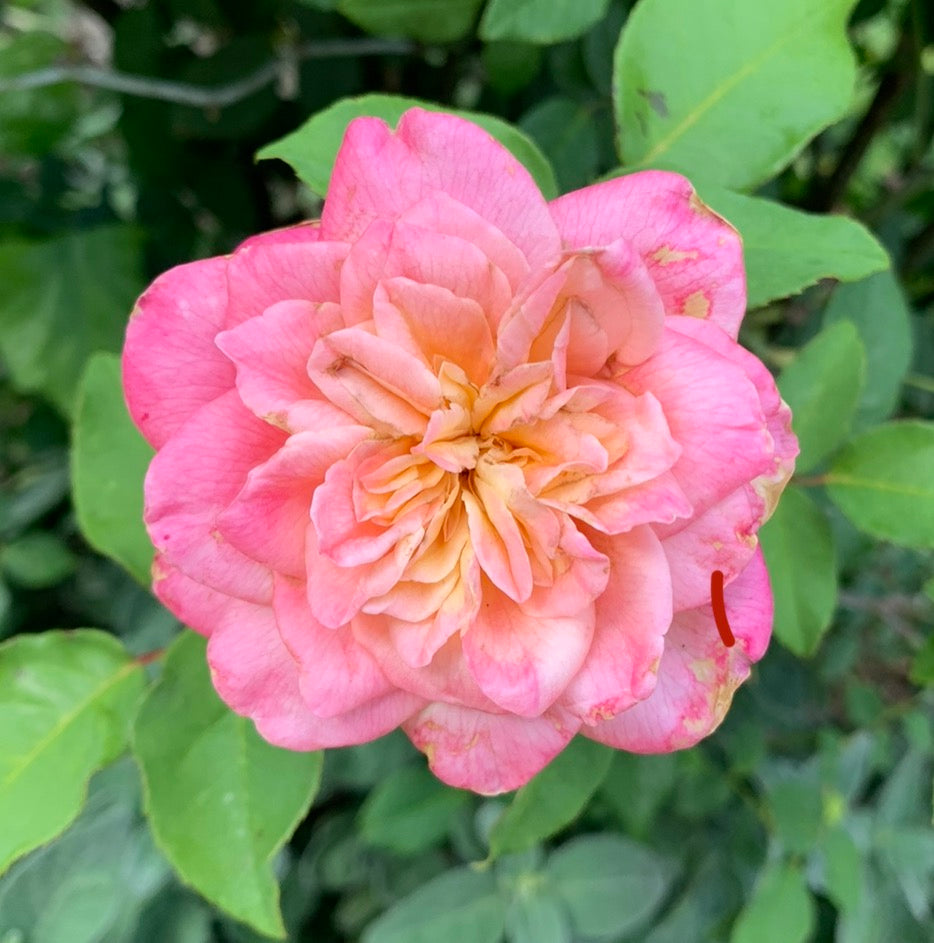 Rosette Delizy image 0