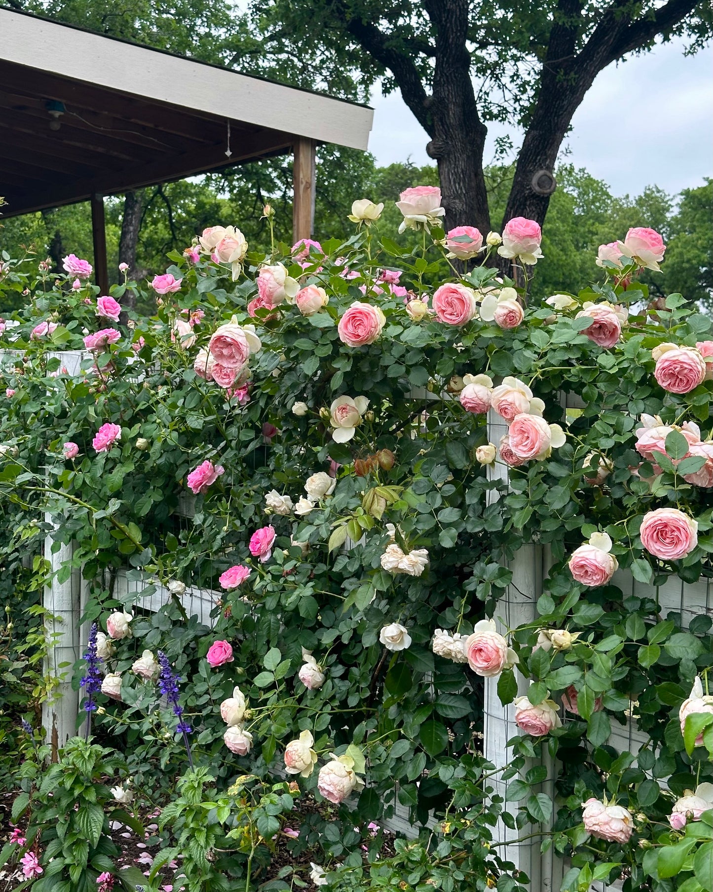 Pierre de Ronsard (MEIviolin) image 1