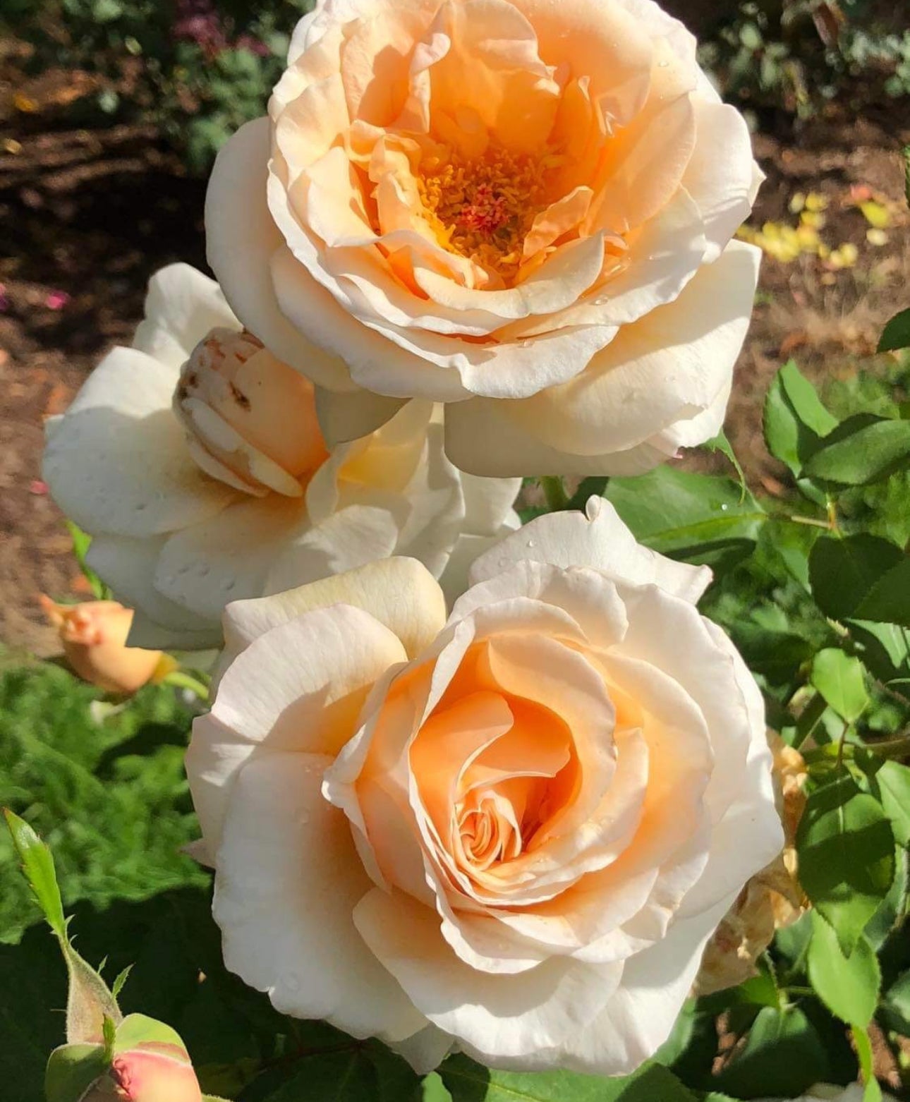 Rose of Rosalie image 0