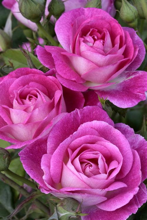 Easy to Please 24” Tree Rose