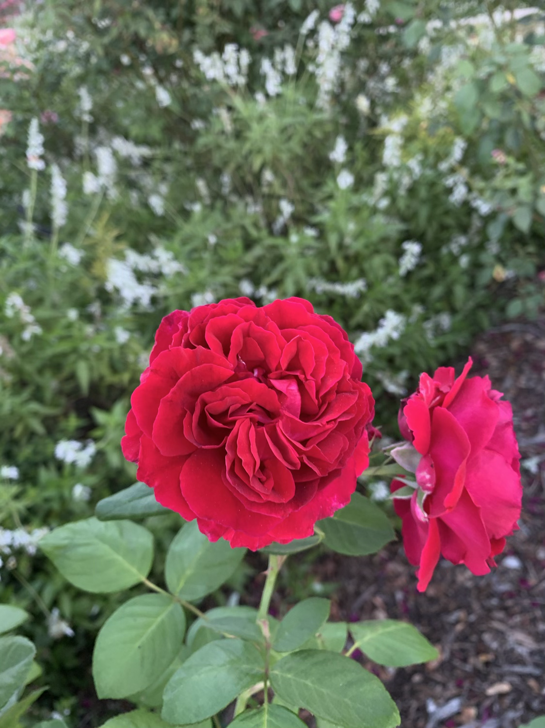 Alfred Colomb image 1