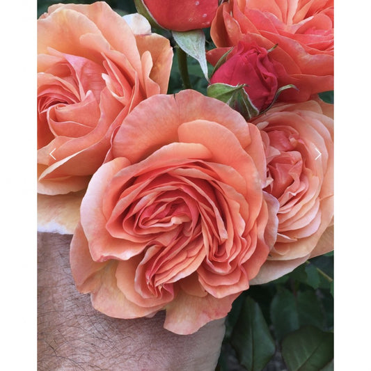 Tanglebank Legacy image 0