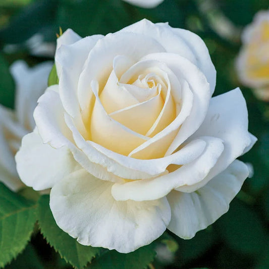 Easy Spirit 24” Tree Rose