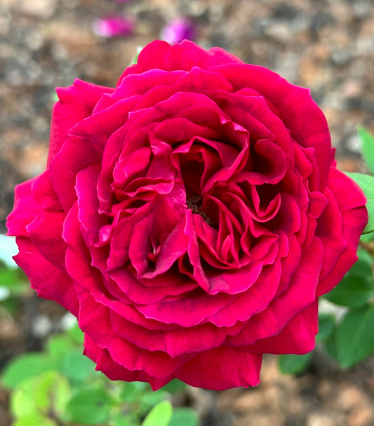 Alfred Colomb image 0