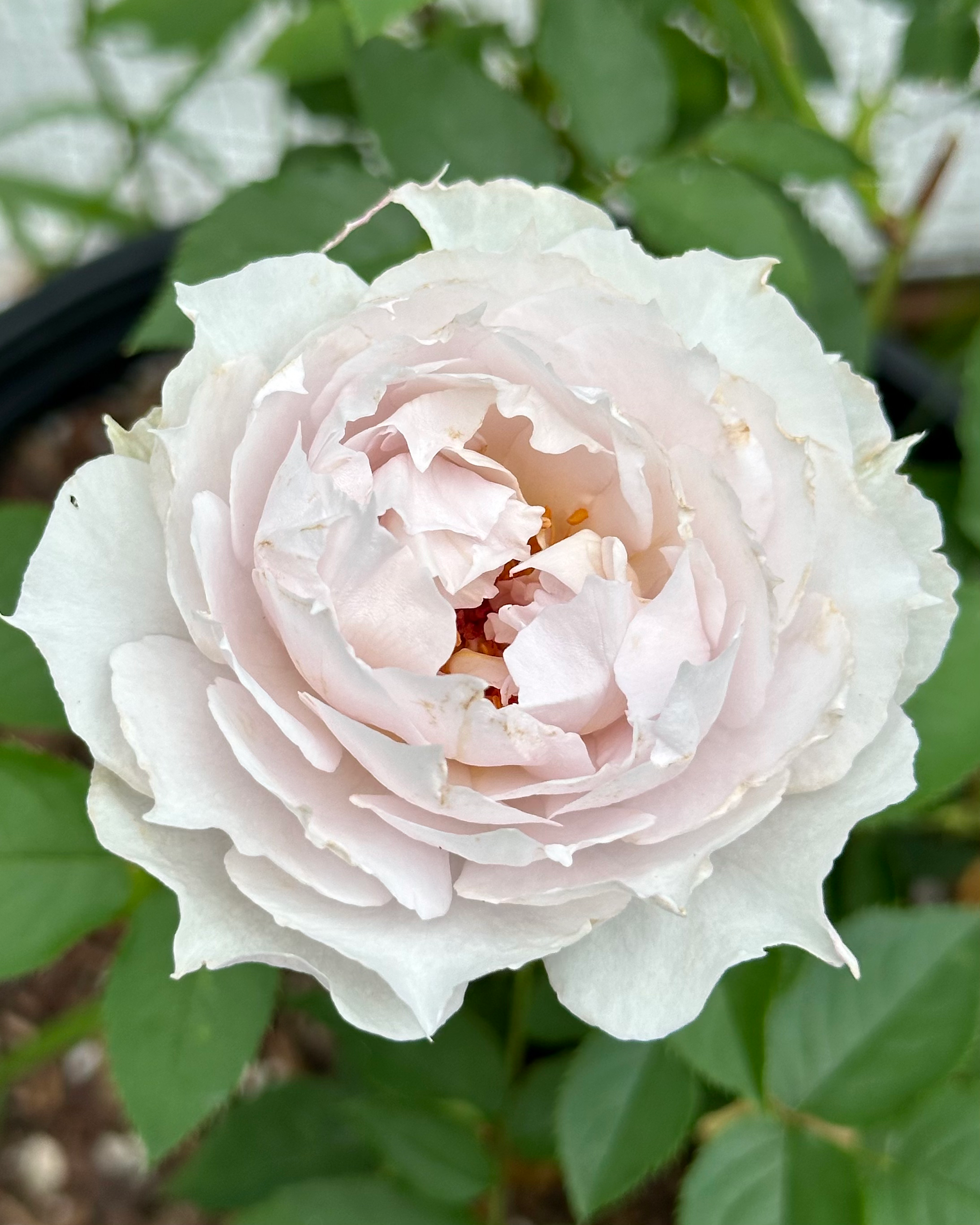 Lady Moon Roses Floating Moon – One Love Rose and Gardens