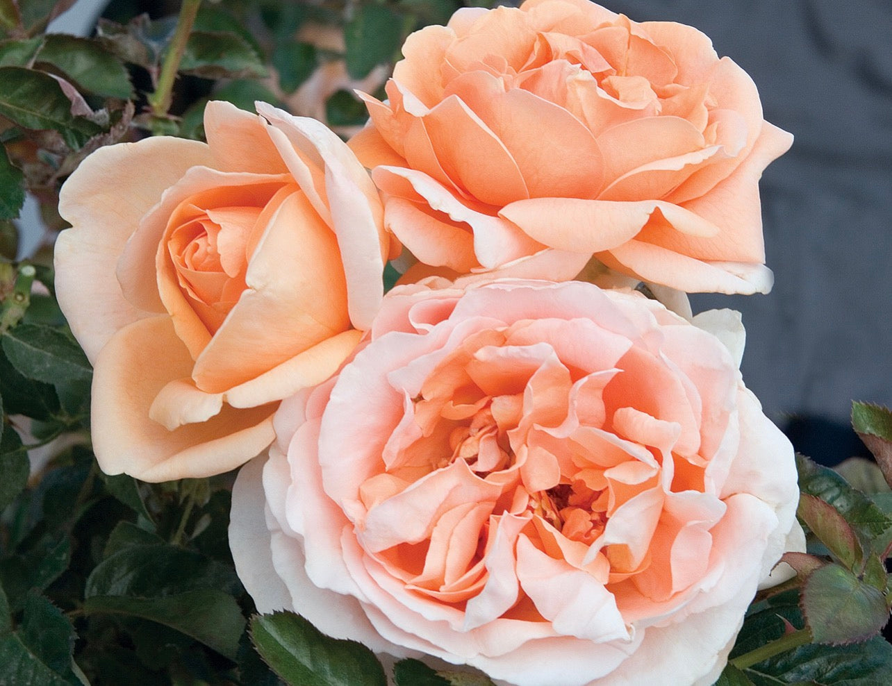 Fiona Stanley (MEIbrinpay) image 0