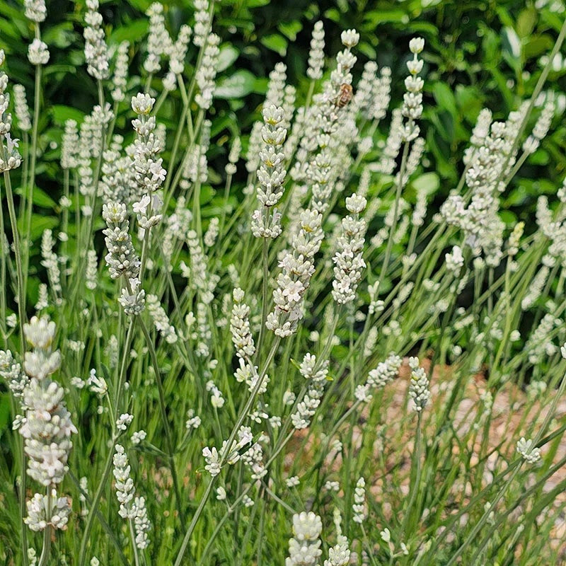 Lavender Exceptional™ image 1