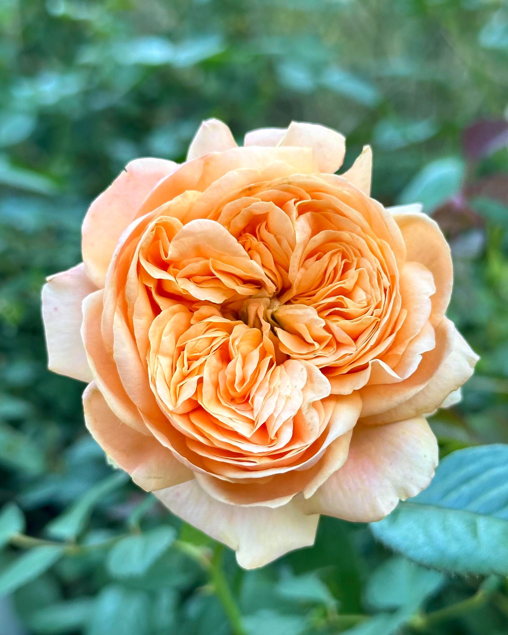 Double Ambre image 8