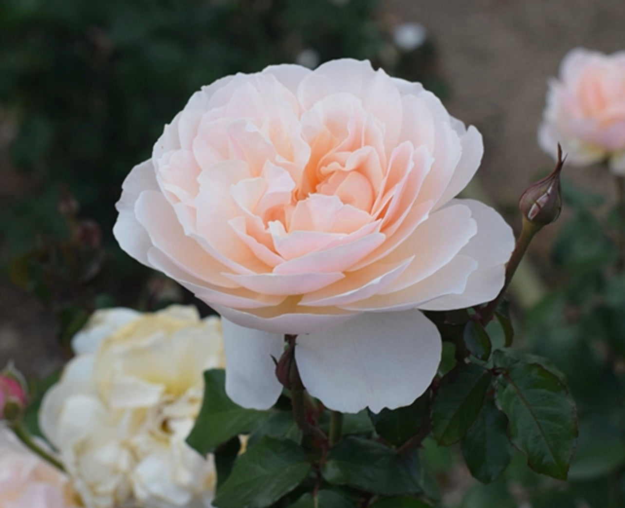 Moonlight in Paris image 2