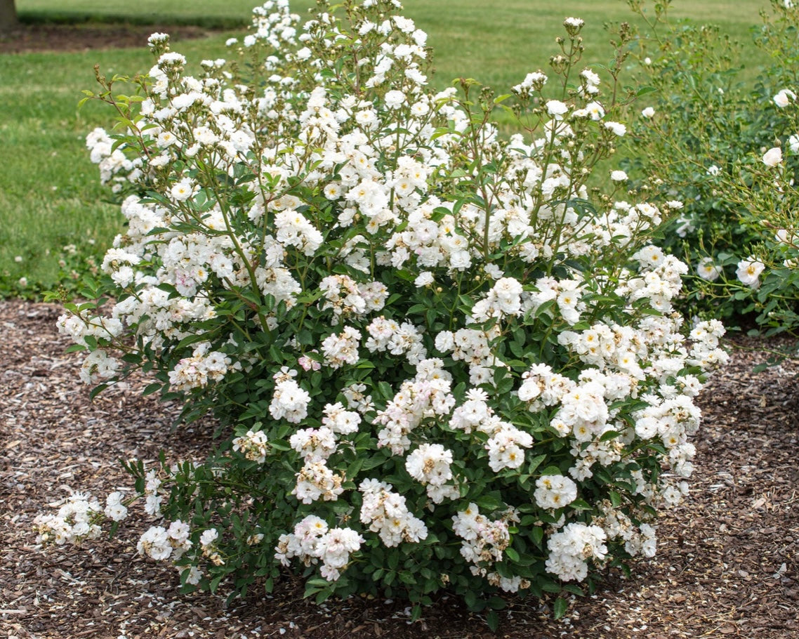 Pretty Polly White image 0