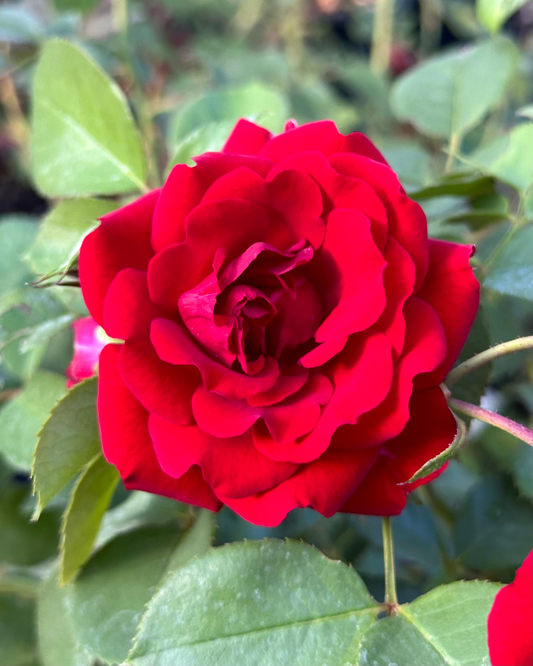 AC Navy Lady image 0