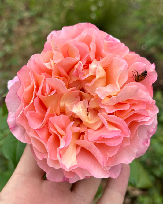 Hayley Westenra (TANgust) image 0